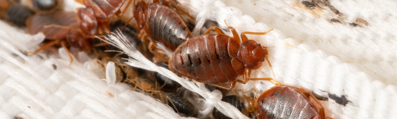 Bed Bug Control